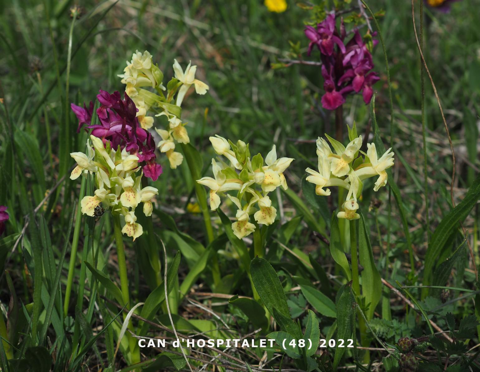 Orchid, Elder-flowered